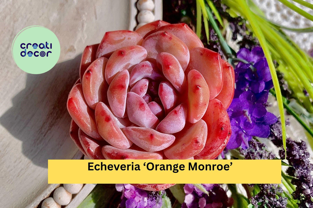 Echeveria ‘Orange Monroe’ – Rare Succulent Plant, Rosette, Live Bare Root, Indoor or Outdoor Container Garden, Drought Tolerant