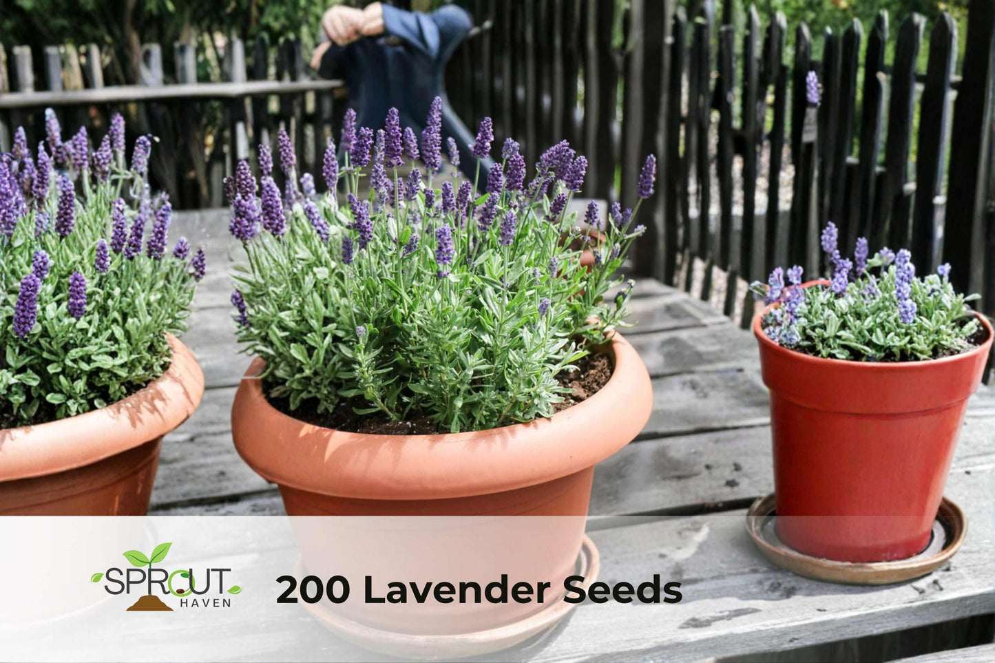 200 Vera English Lavender Seeds - Aromatic Culinary Herb, Non-GMO Lavandula angustifolia ‘Vera’ for Garden, Containers, Borders