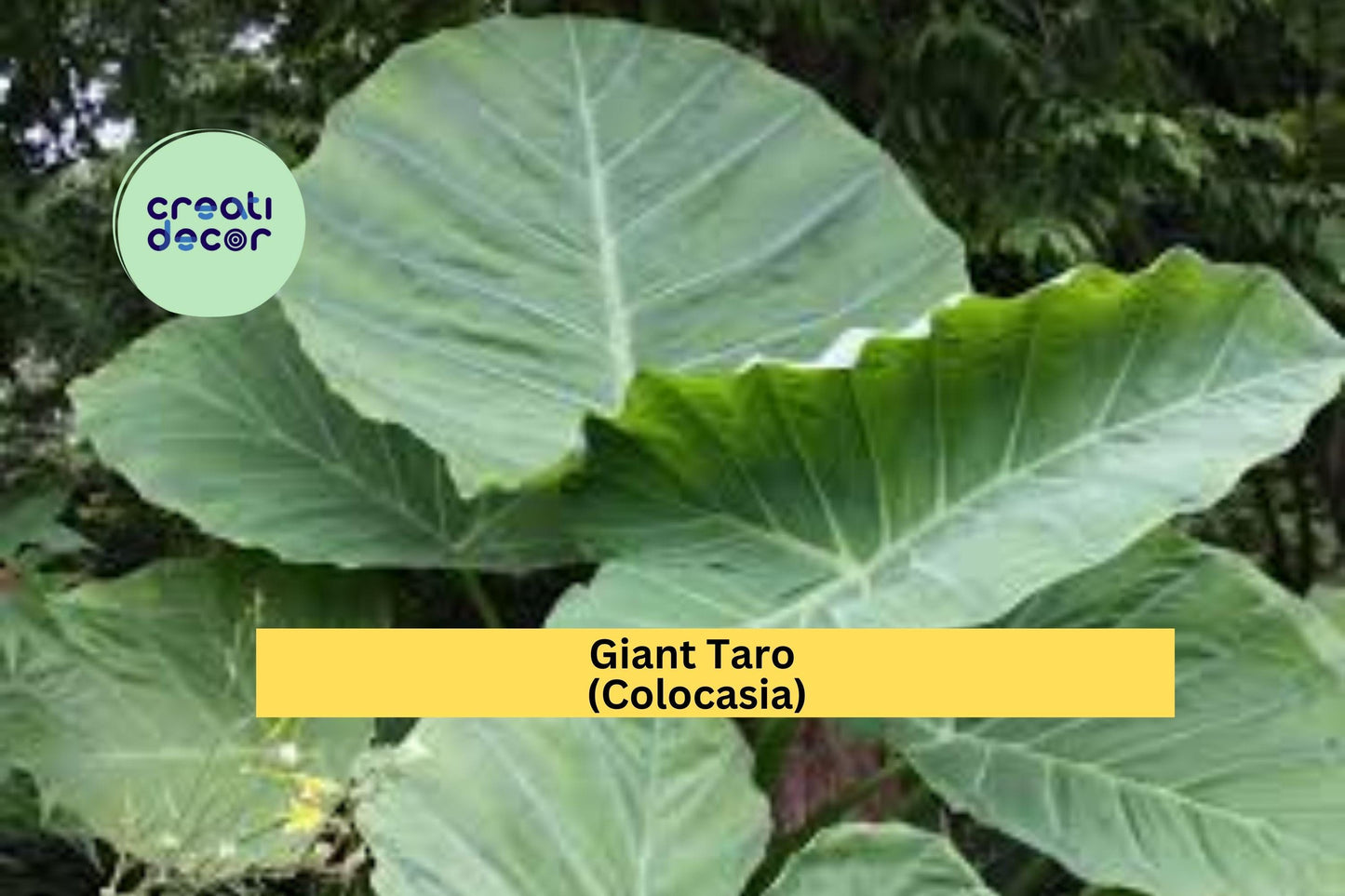 Giant Taro Colocasia Elephant Ear Bare Root Plants – Tropical Perennial Foliage for Water Gardens & Landscaping