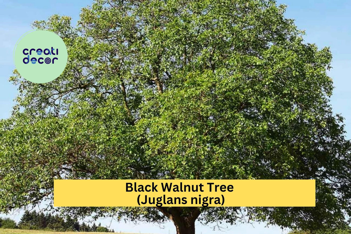 Black Walnut Trees – Juglans nigra – 3 Live Bareroot Seedlings for Shade, Nut Production, and Hardwood Lumber
