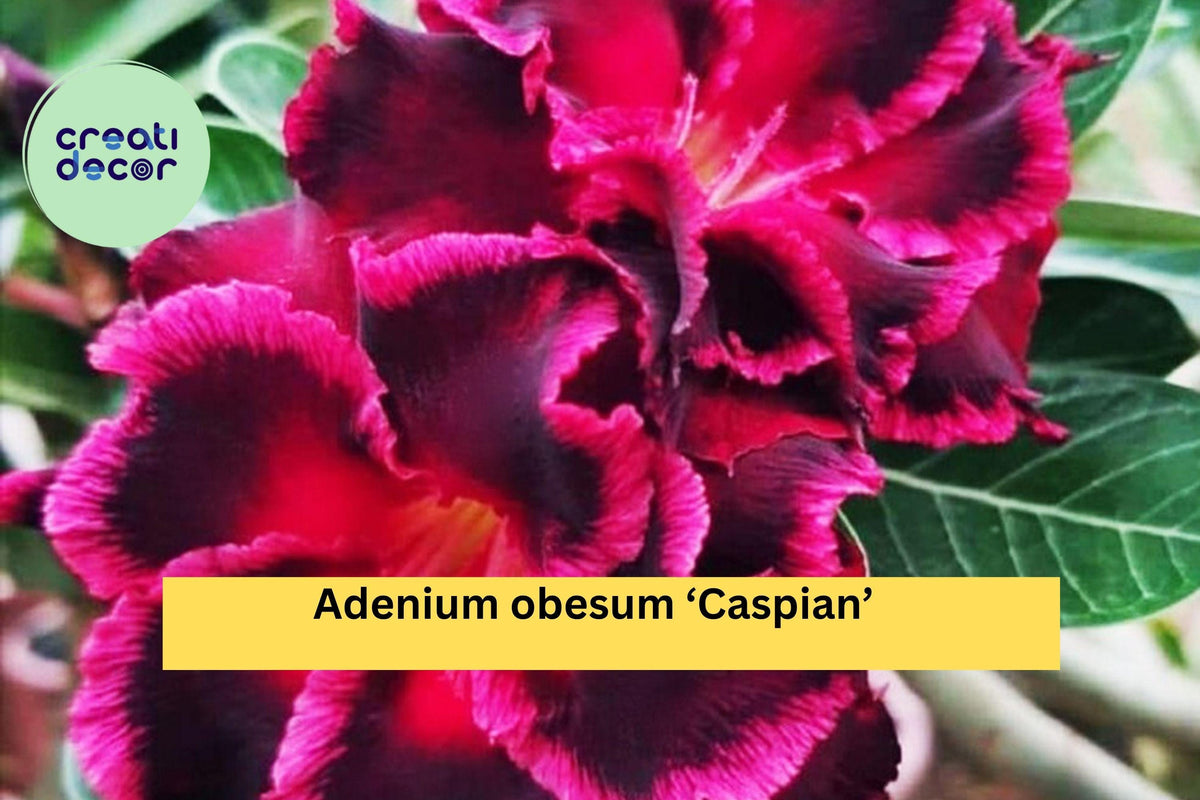 Desert Rose ‘Caspian’ Adenium obesum Live Rooted Succulent Plant 4–6 Inches Miniature Flowering Bonsai for Home Garden