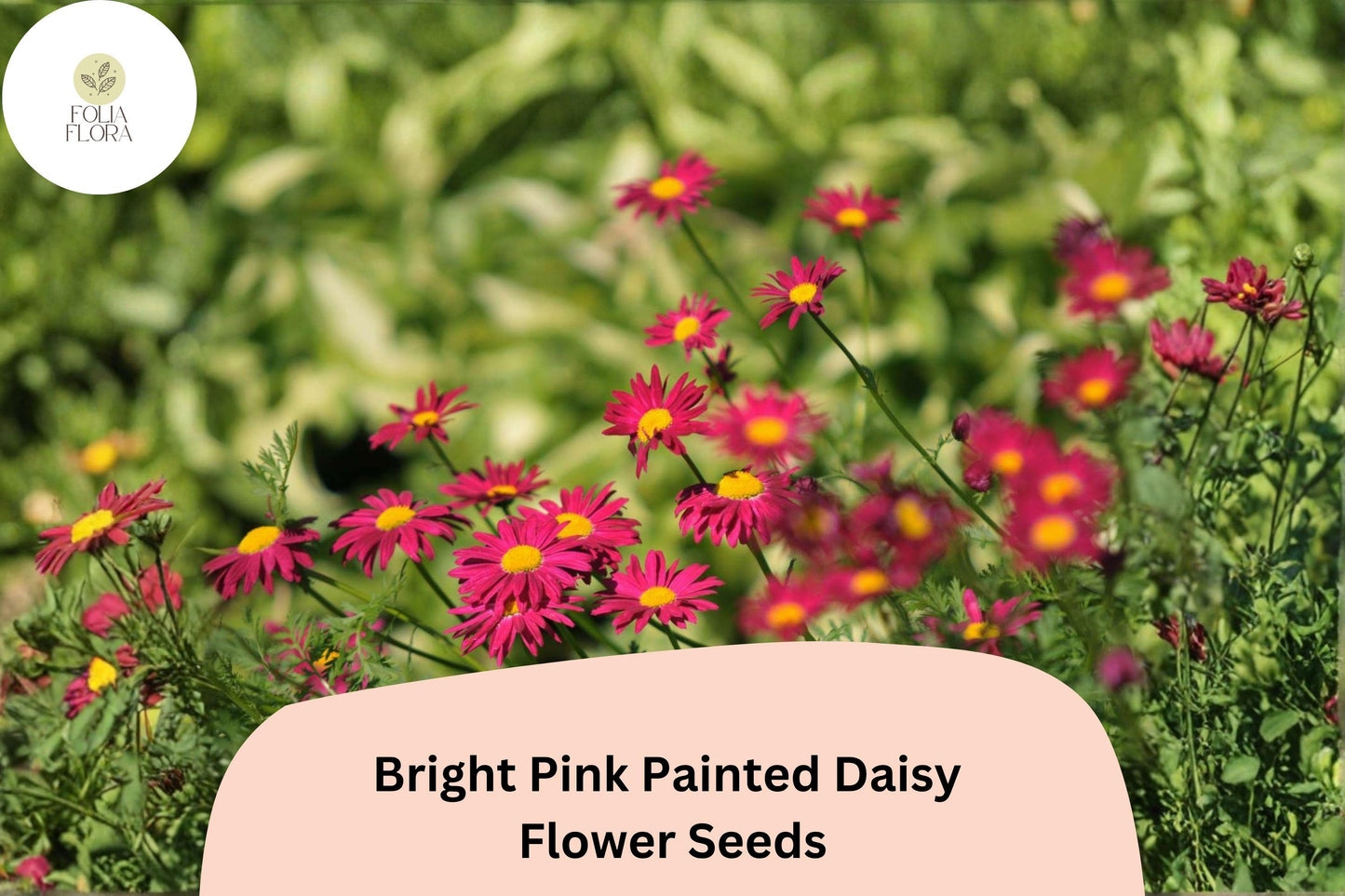 Bright Pink Painted Daisy Seeds | Perennial Flowering Plant | Tanacetum coccineum | Pollinator & Butterfly Garden