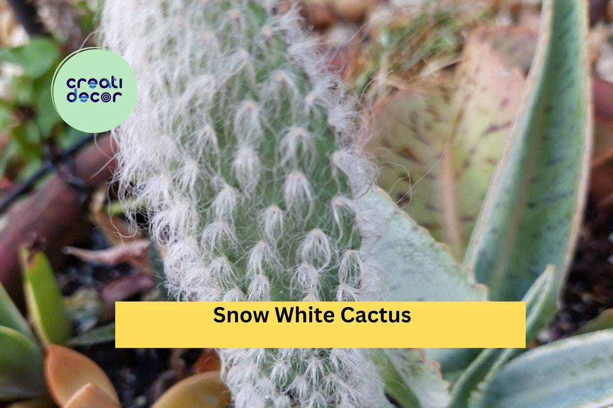 Snow White Cactus Rooted Live Plant | Hairy Roger Engelmannia Carnosus Var. Beoskowitzii Succulent for Desert Garden & Container