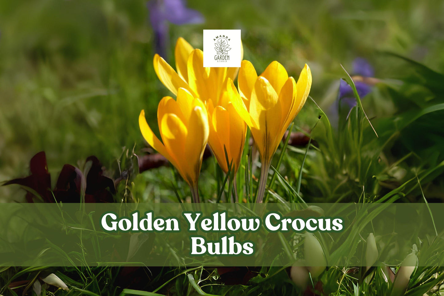 Golden Yellow Crocus Bulbs – 5 Live Corms for Early Spring Blooming, Hardy Perennial, Crocus vernus
