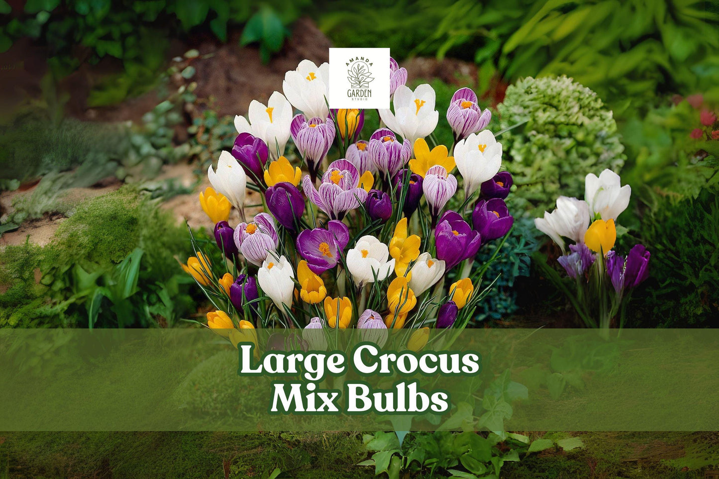 20 Mixed Crocus Bulbs - Hardy Perennial Spring Bloomers - Crocus vernus Hybrids for Gardens, Borders, Naturalizing