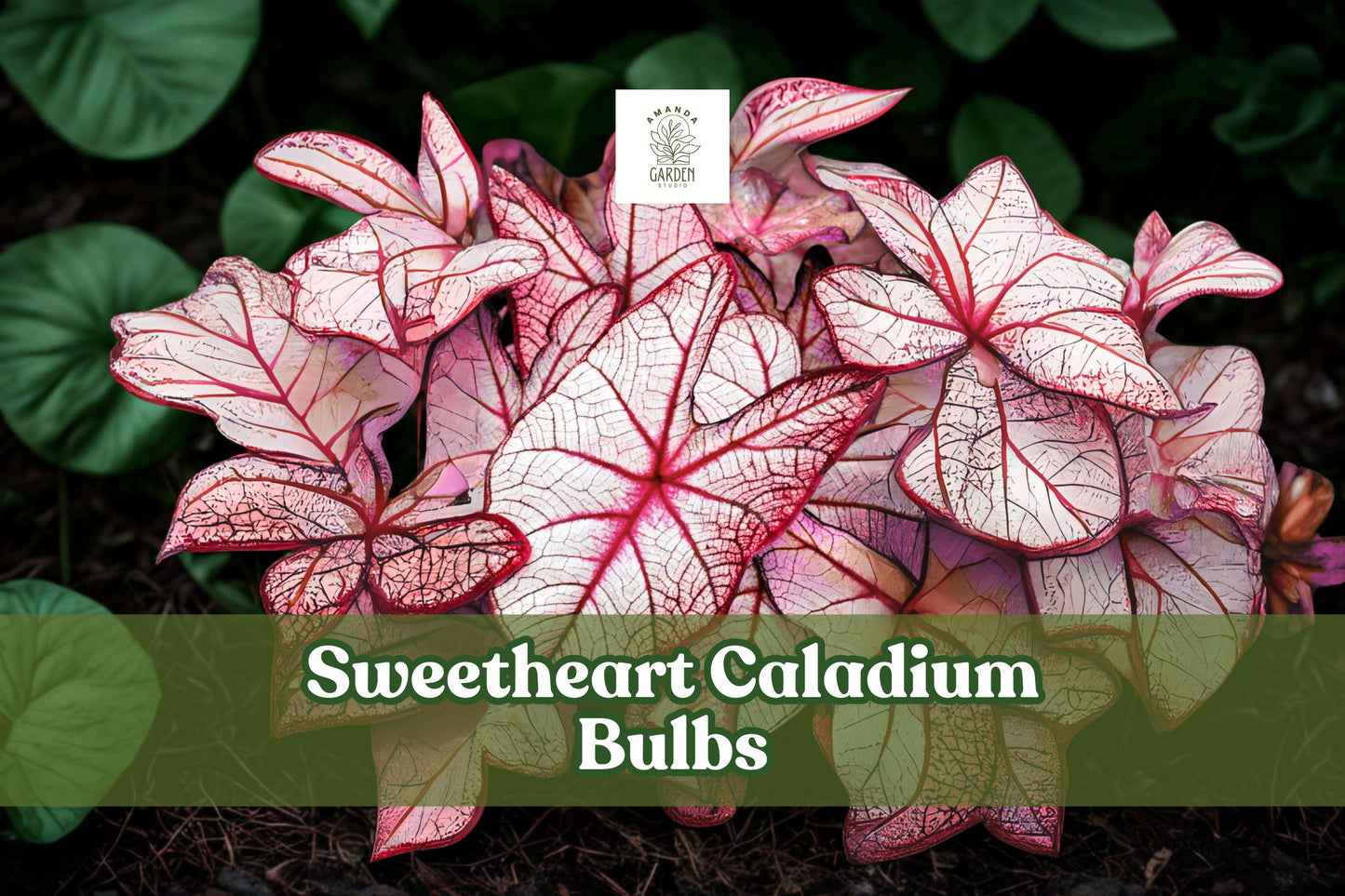 Caladium ‘Sweetheart’ Live Bulbs – Large Orange-Bronze Heart-Shaped Foliage, Tropical Perennial Tubers for Shade Gardens