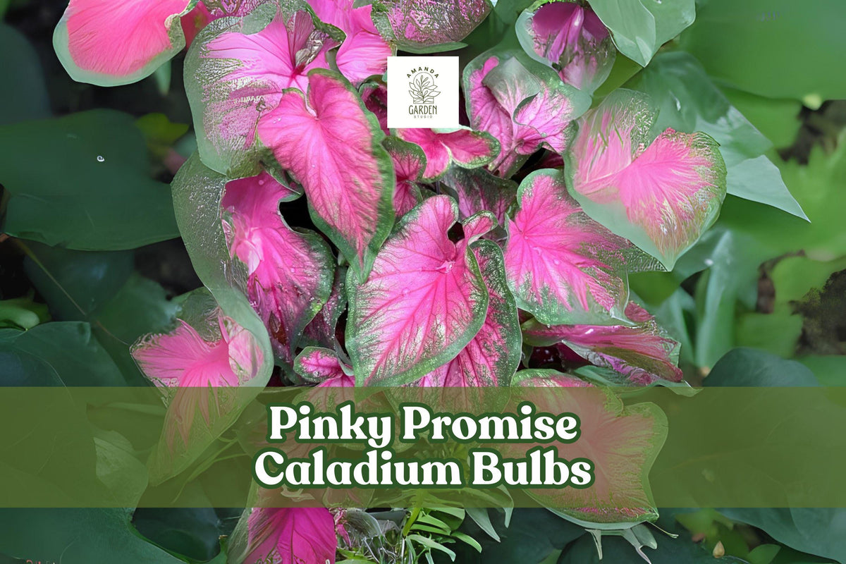 6 Pinky Promise Caladium Bulbs, Pink Foliage, Shade-Tolerant Ornamental Garden Plants, Caladium bicolor
