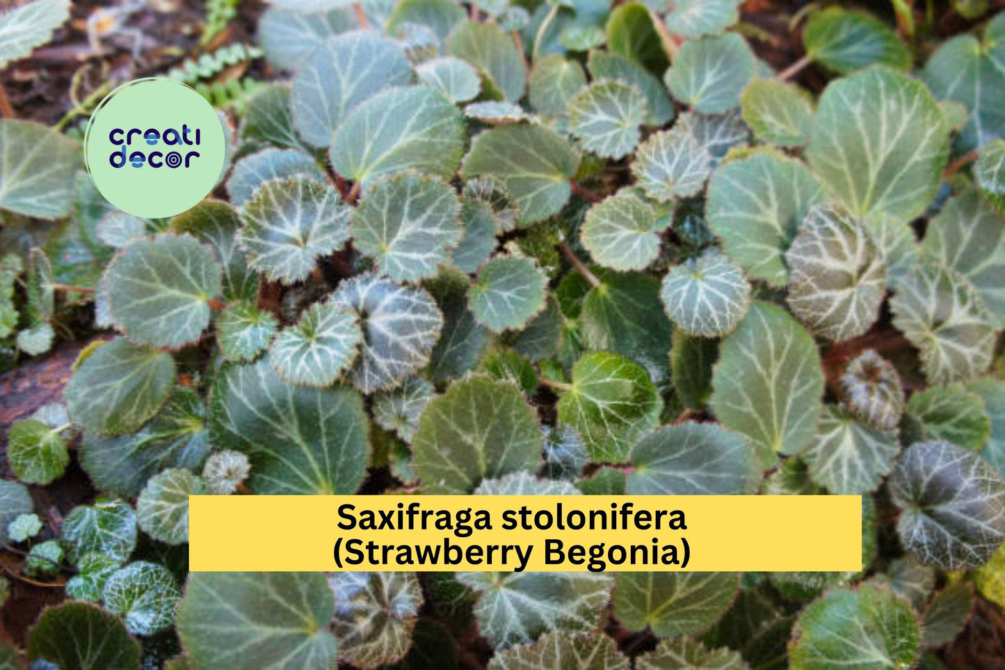 Saxifraga stolonifera Strawberry Begonia Bare Root Plants – Ornamental Groundcover with Trailing Runners, White Flowers, Indoor & Outdoor Use