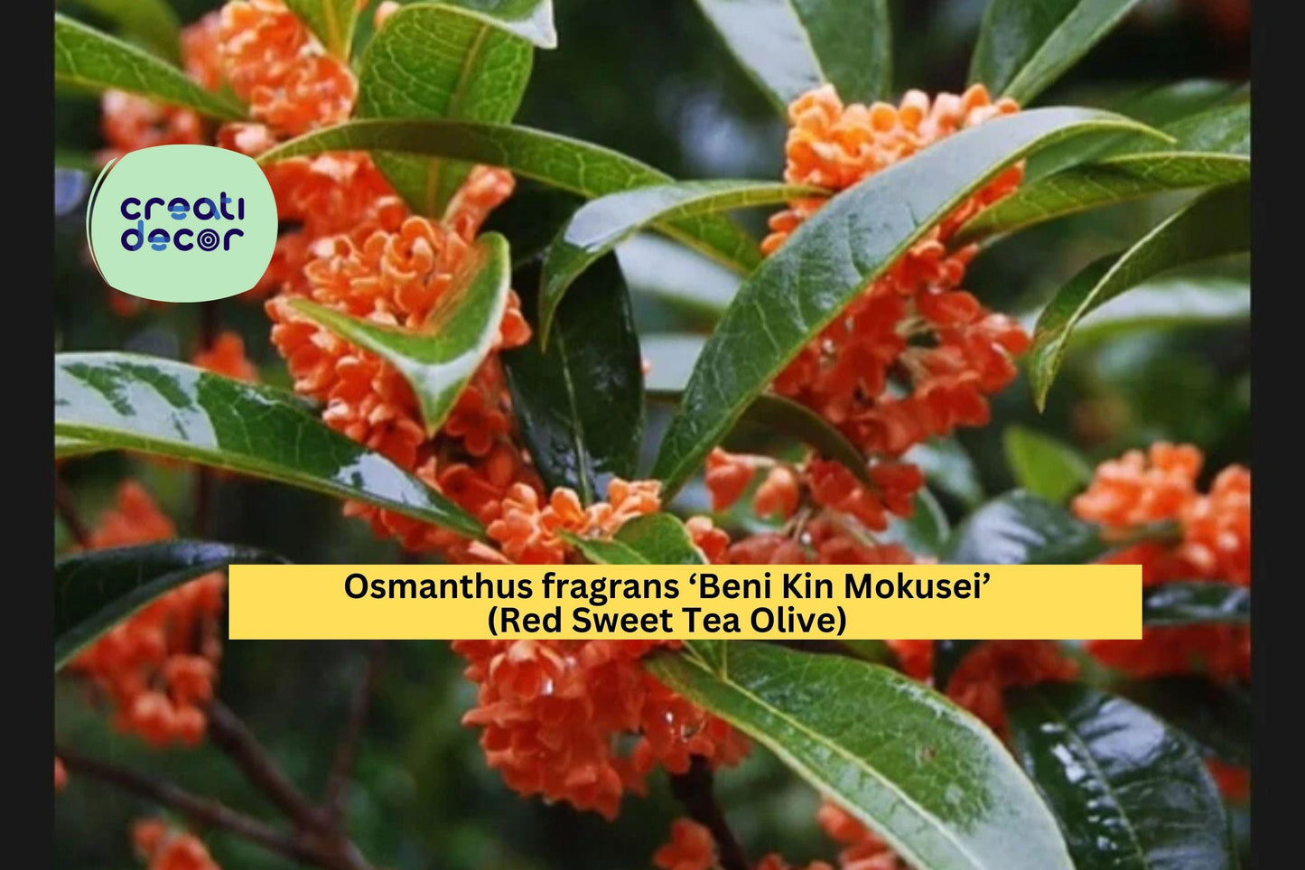 Osmanthus fragrans ‘Beni Kin Mokusei’ Rooted Evergreen Shrub with Fragrant Red-Orange Flowers, Tea Olive, Garden Hedge Plant