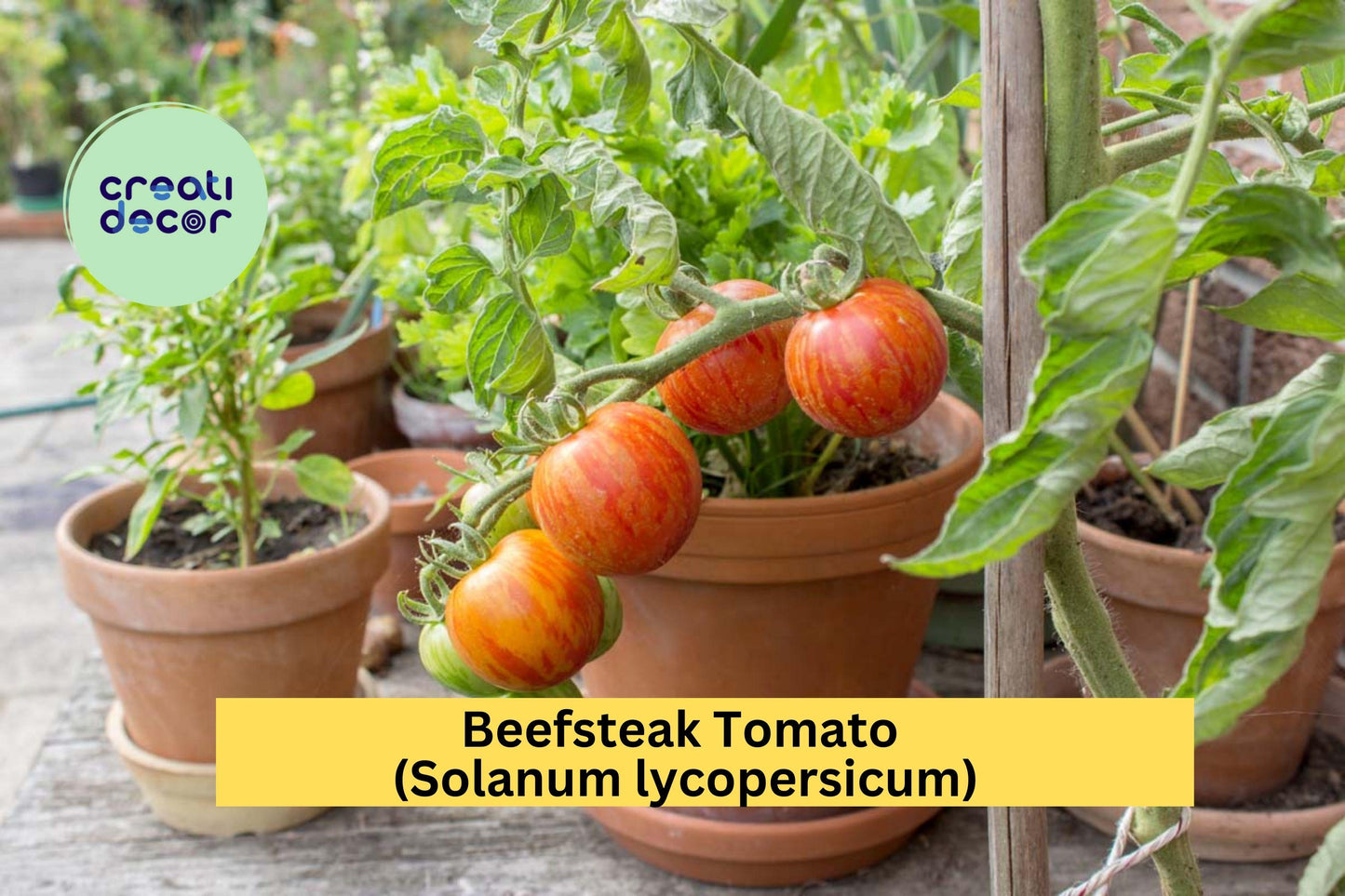 Beefsteak Tomato Live Plants Set of 2 | 6–10" Tall Heirloom Vegetables Solanum lycopersicum for Garden, Patio, Container