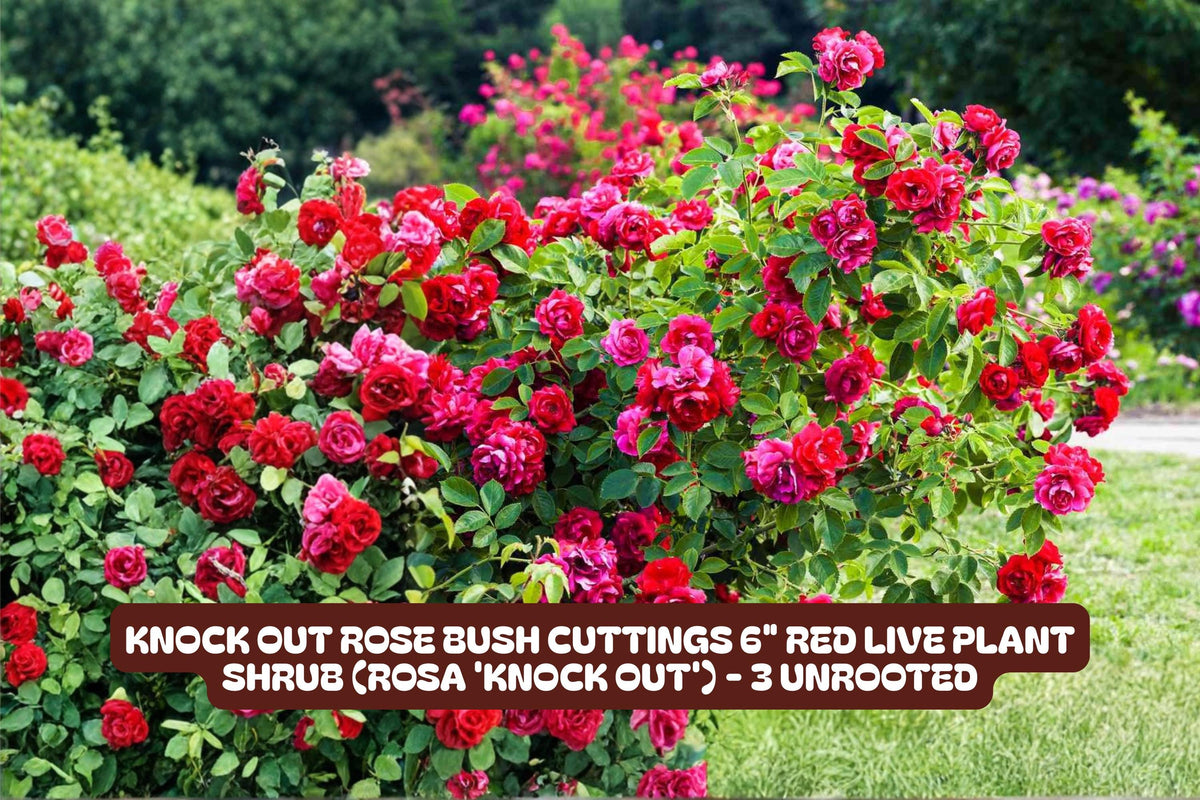 Knock Out Red Rose Bush Cuttings - 3 Unrooted 6 Inch Live Plant Clippings Rosa 'Radrazz'