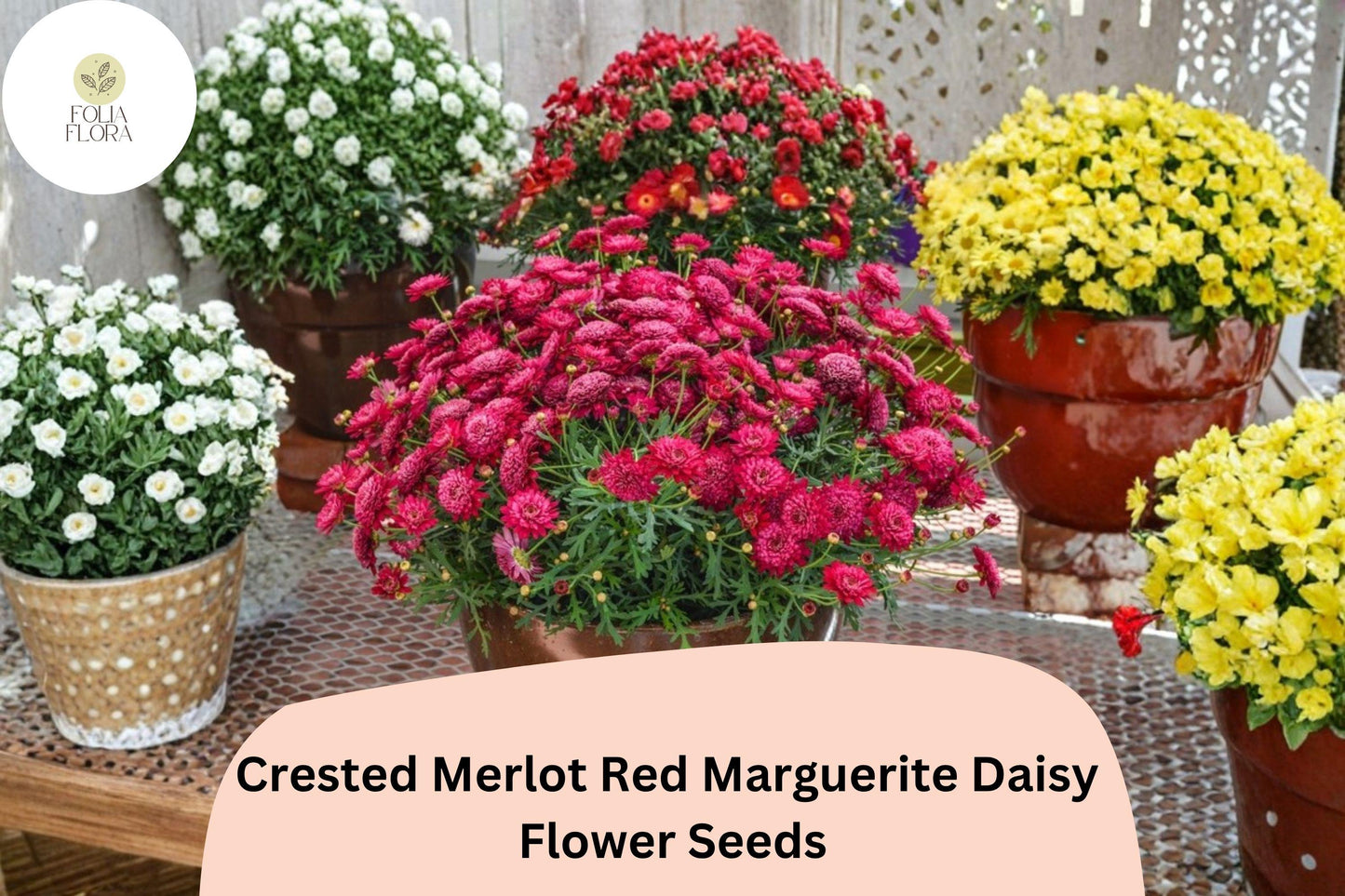 Merlot Red Marguerite Daisy Seeds | Argyranthemum frutescens | Vibrant Deep Red Petals | Annual Flower for Garden Beds & Containers