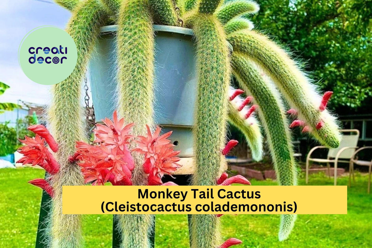 Monkey Tail Cactus Starter Plant – 2" Pot, Cleistocactus colademononis, Fuzzy Trailing Stems, Succulent, Hanging Basket Plant