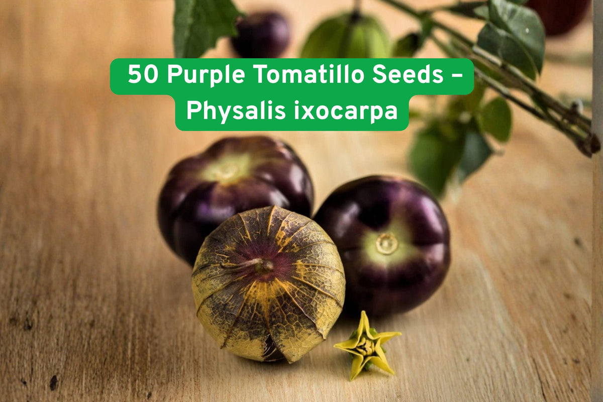 Heirloom Purple Tomatillo Seeds – Sweet Flavor, Compact 2–3 ft Plants, Physalis ixocarpa for Salsa, Sauce & Garden Growth