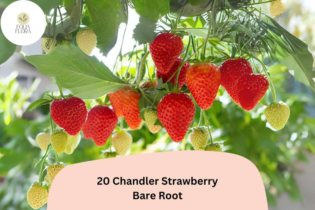 20 Chandler Strawberry Plants | Live Bare Root Fragaria × ananassa June Bearing Fruit Plants