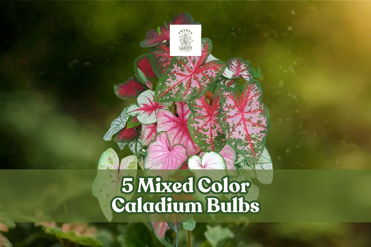 Mixed Caladium Bulbs 5 Pack | Fancy Leaf Tropical Foliage | Caladium bicolor | Shade Garden, Container, Indoor