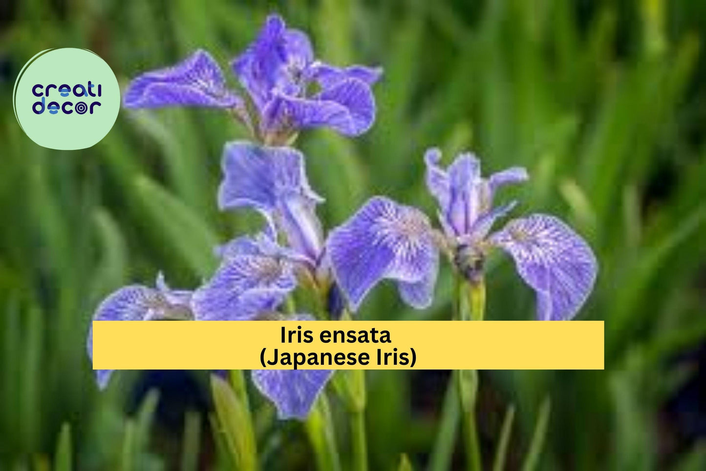 Light Purple Japanese Iris Rhizomes – Iris ensata Live Roots for Water Garden, Perennial Flower, Moist Soil, Hardy Plant