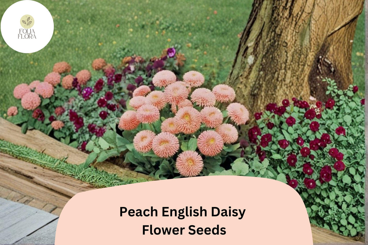 200+ Peach English Daisy Seeds | Bellis perennis | Soft Peach Blooms | Cottage Garden Perennial Flower Seeds