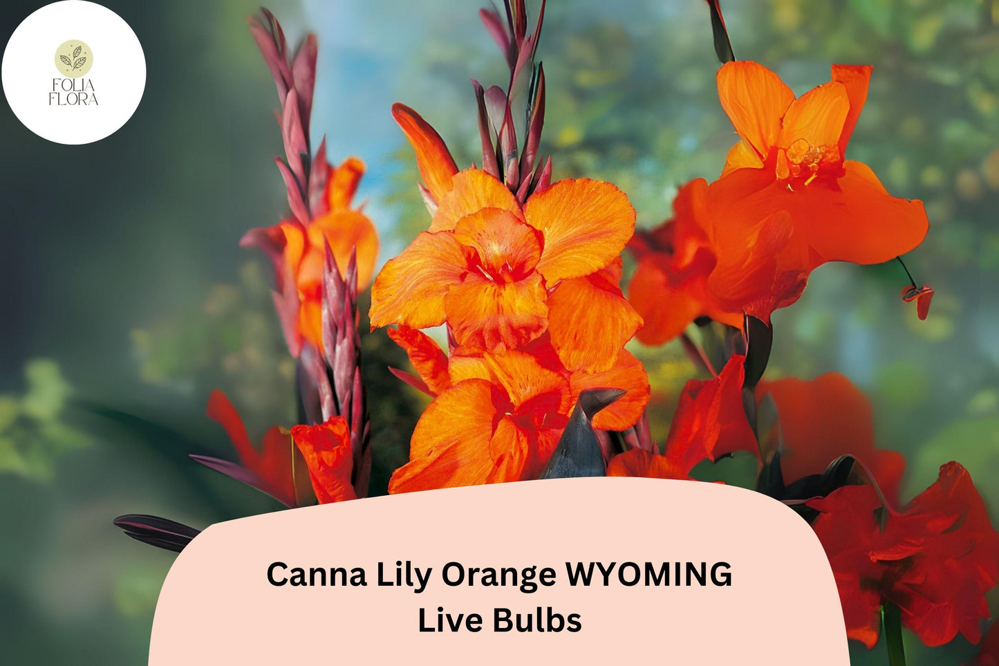 Canna Lily Orange Wyoming Bulbs | Live Perennial Flower Bulbs | Summer Blooming Canna × generalis