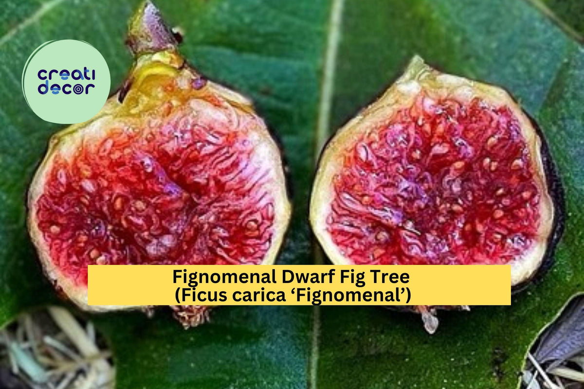Fignomenal Dwarf Fig Tree – Ficus carica ‘Fignomenal’ – Live Starter Plant or Bare Root Fruit Tree for Patio or Garden
