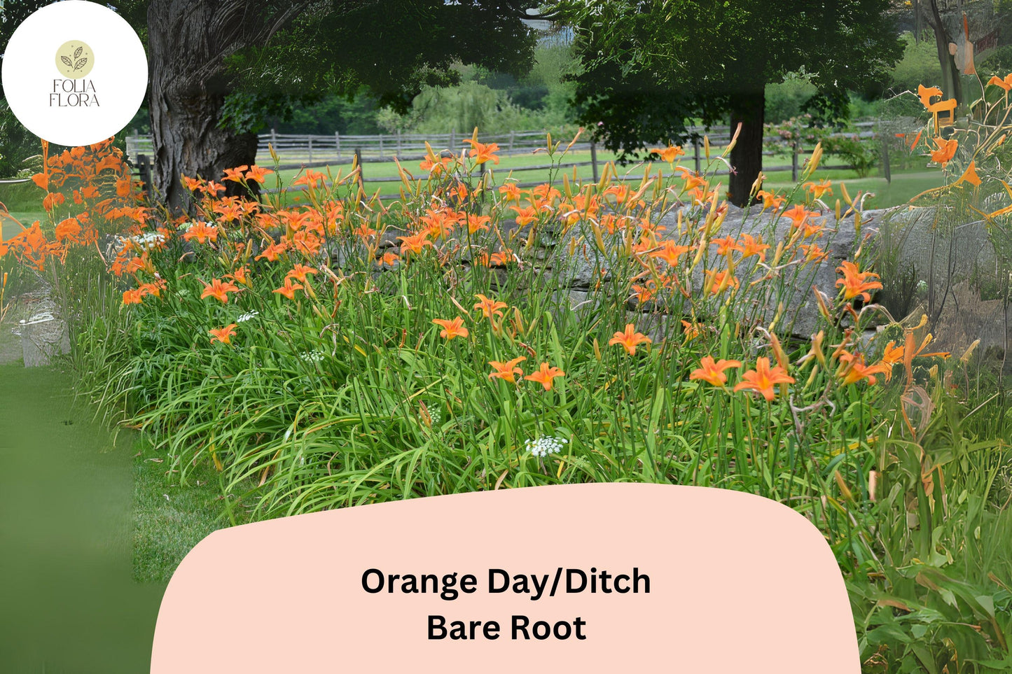 100 Orange Daylily Bare Root Plants | Hemerocallis fulva Perennial for Garden Borders & Landscaping