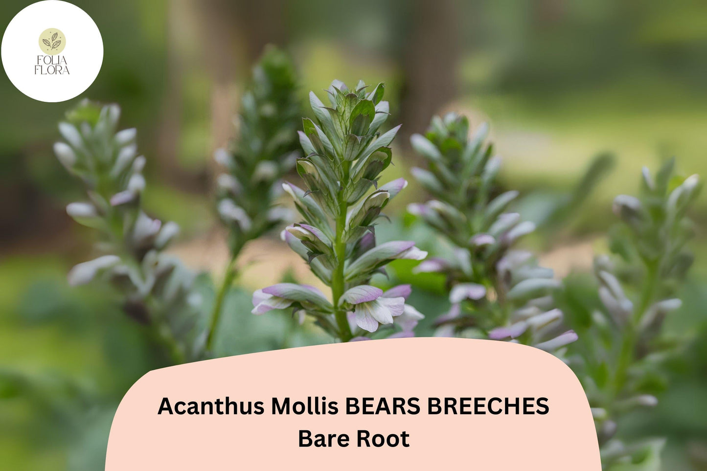Acanthus mollis Bear’s Breeches Perennial Plant – 12” Purple & White Flowers, Hardy Garden Border Plant