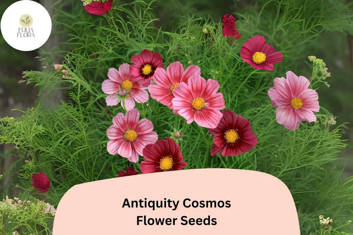 200+ Antiquity Cosmos Seeds | Cosmos bipinnatus ‘Antiquity’ Heirloom Flower Seeds for Garden, Cut Flowers & Pollinator Gardens