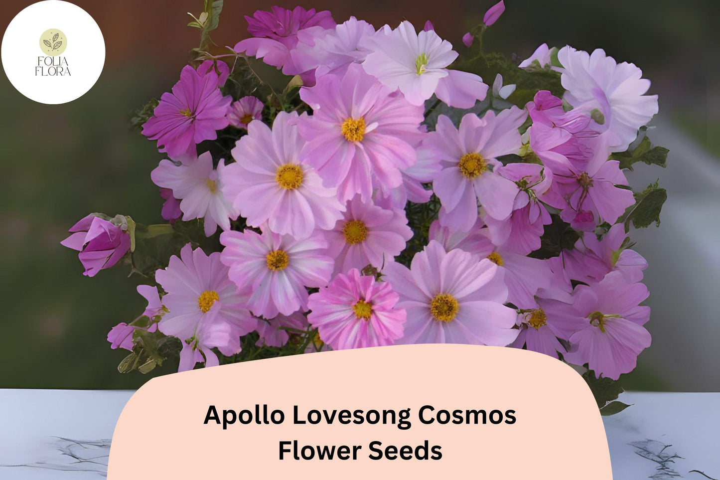 200+ Apollo Lovesong Cosmos Seeds | Pink & White Cosmos bipinnatus Annual for Garden, Borders, Cut Flowers