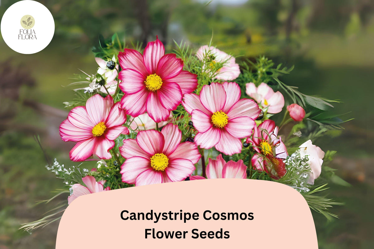 Candystripe Cosmos Seeds | Pink White Bicolor Flowers | Cosmos bipinnatus | Easy-to-Grow Annual for Gardens & Pollinators