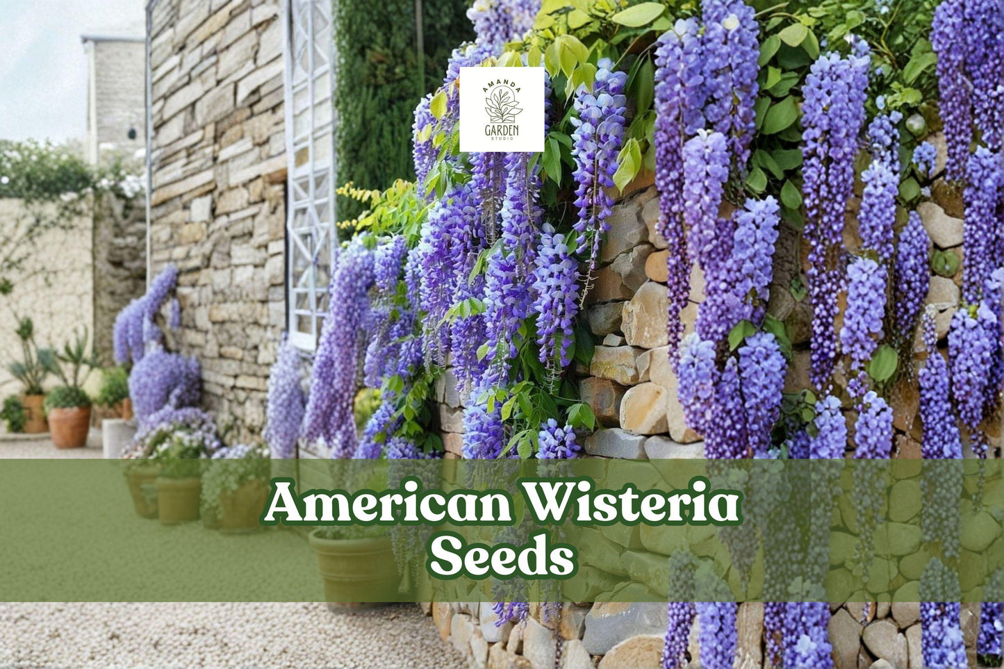 American Wisteria Seeds | Wisteria frutescens | Non-Invasive Native Vine | Purple Lavender Blooms | Easy to Grow