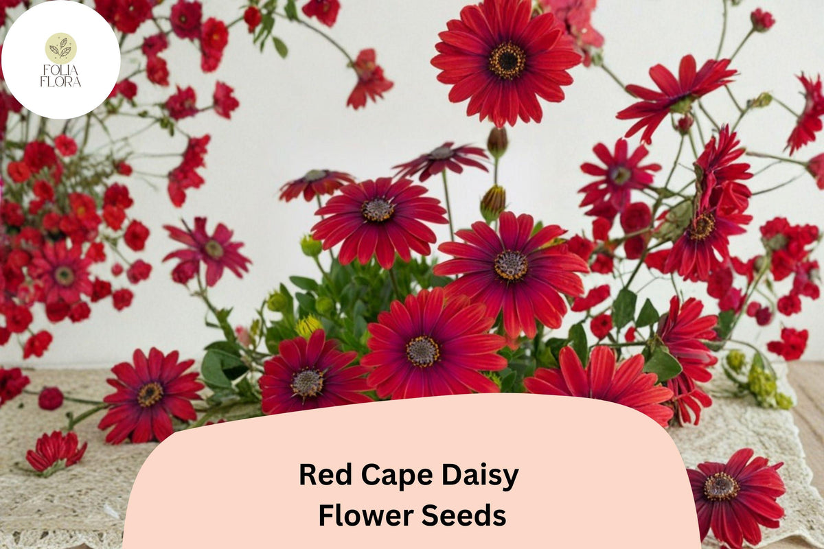Red Cape Daisy Seeds | Osteospermum ecklonis | Bright Red Blooms, Drought-Tolerant, Easy to Grow, Annual Flower Seeds