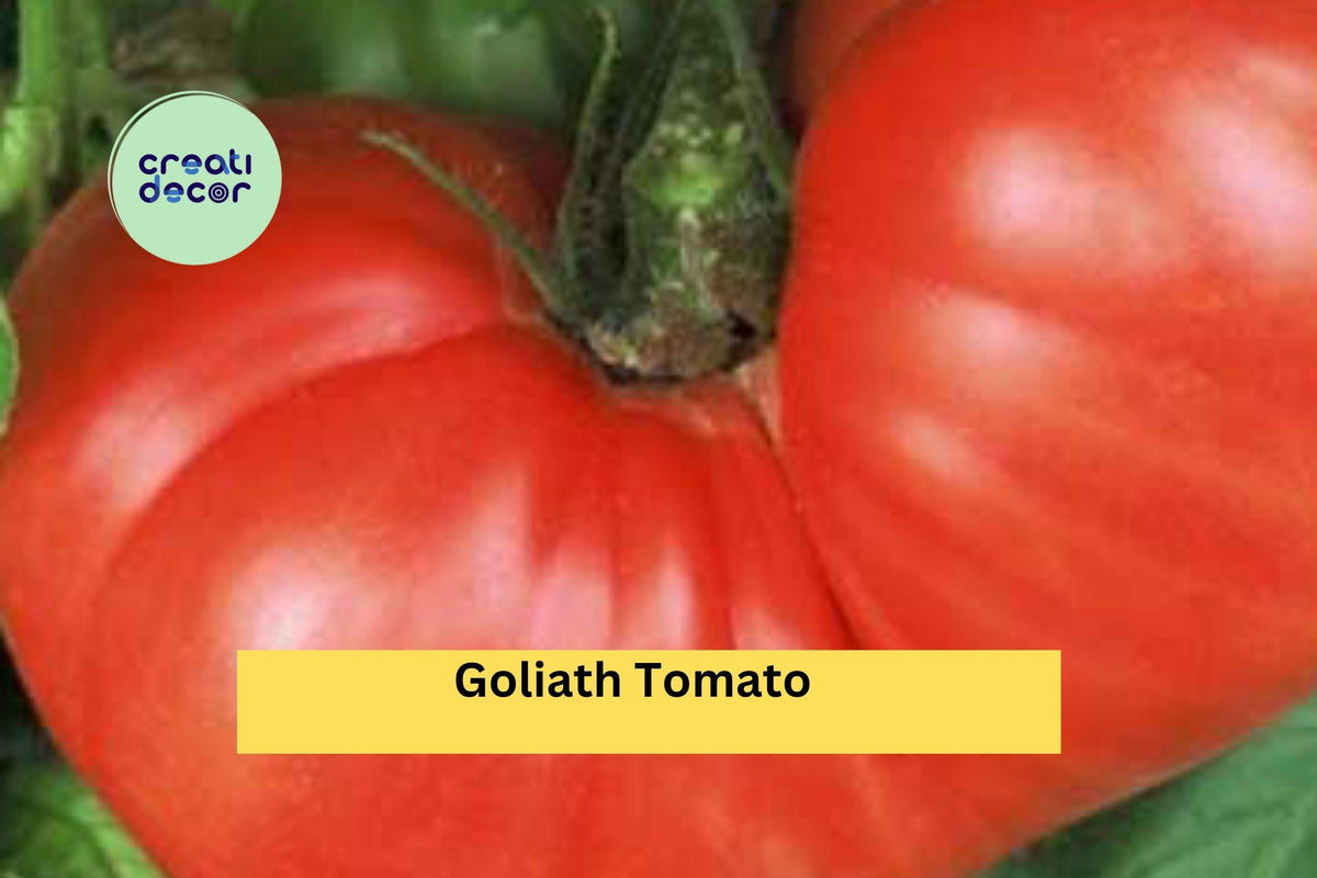 Goliath Tomato Plants Set of 2 | Heirloom Solanum lycopersicum ‘Goliath’ | 6–10 Inch Live Starter Vegetables for Outdoor Garden