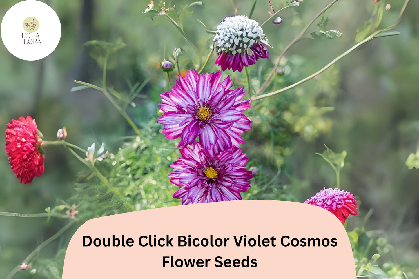 Double Click Violet Cosmos Seeds | Bicolor Purple White Flowers | Cosmos bipinnatus ‘Double Click Bicolor Violet’
