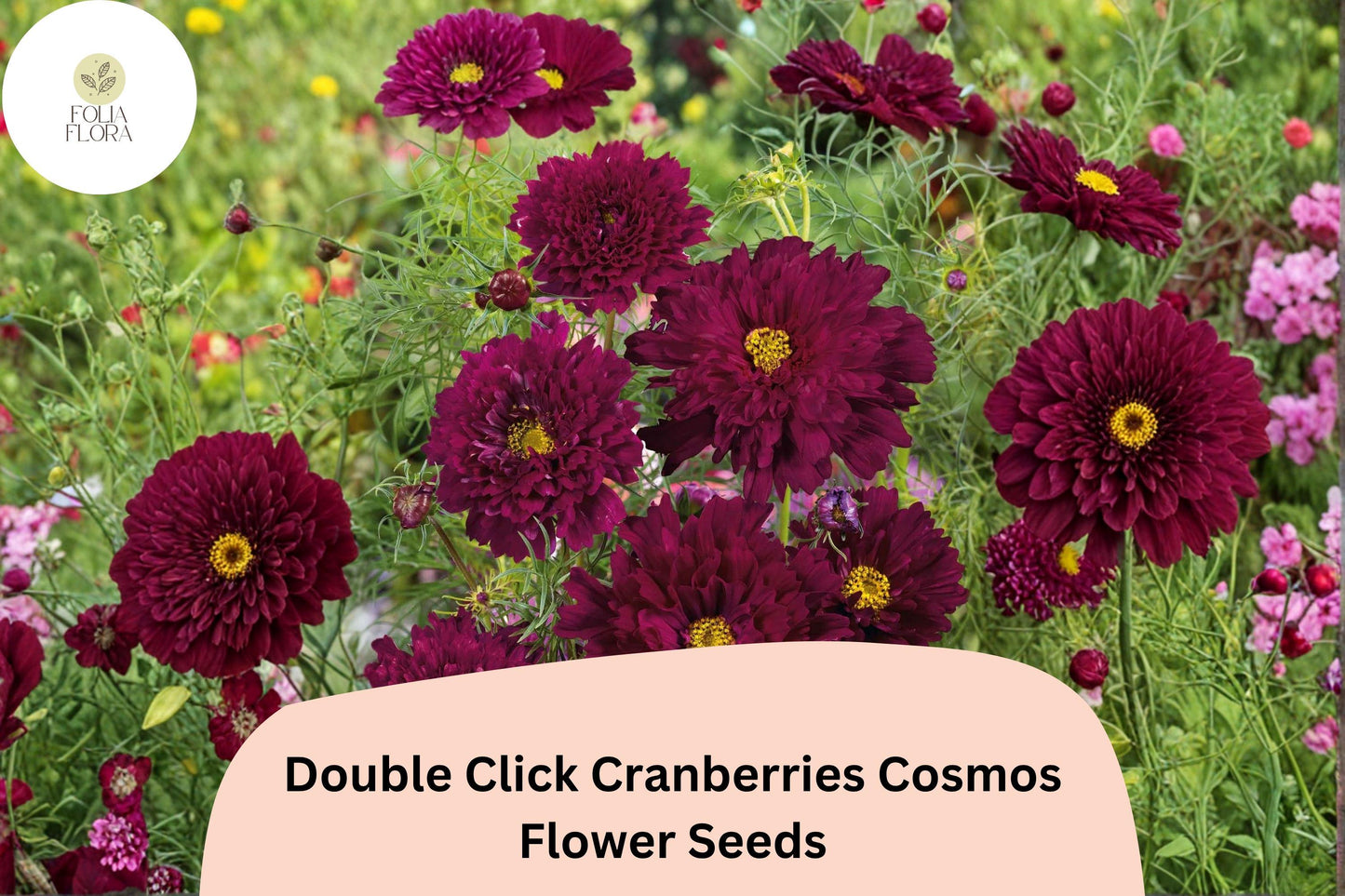 Cranberry Red Cosmos Seeds | Double Click Bipinnatus Flower | 200+ Annual Garden Seeds for Pollinator Gardens & Cut Flowers