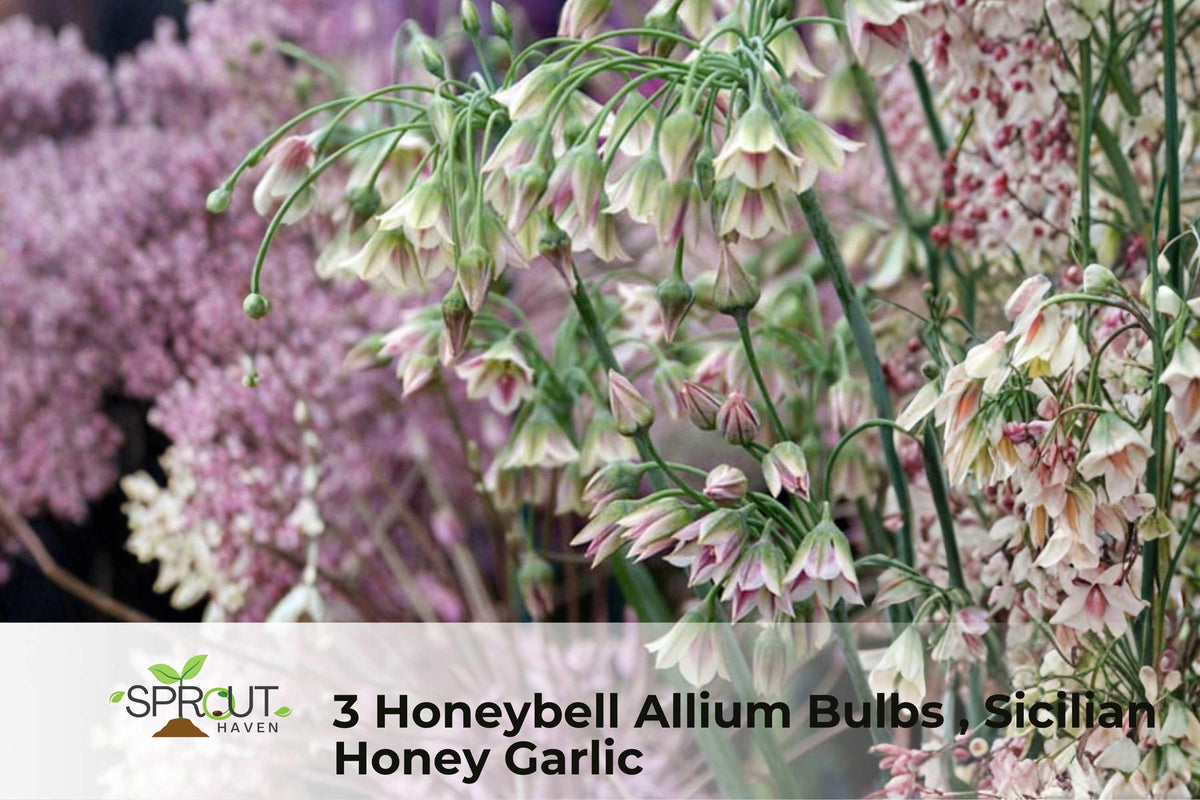 Honeybell Allium Bulbs – Perennial Flowers for Garden Borders & Containers – Attracts Hummingbirds – Allium spp.