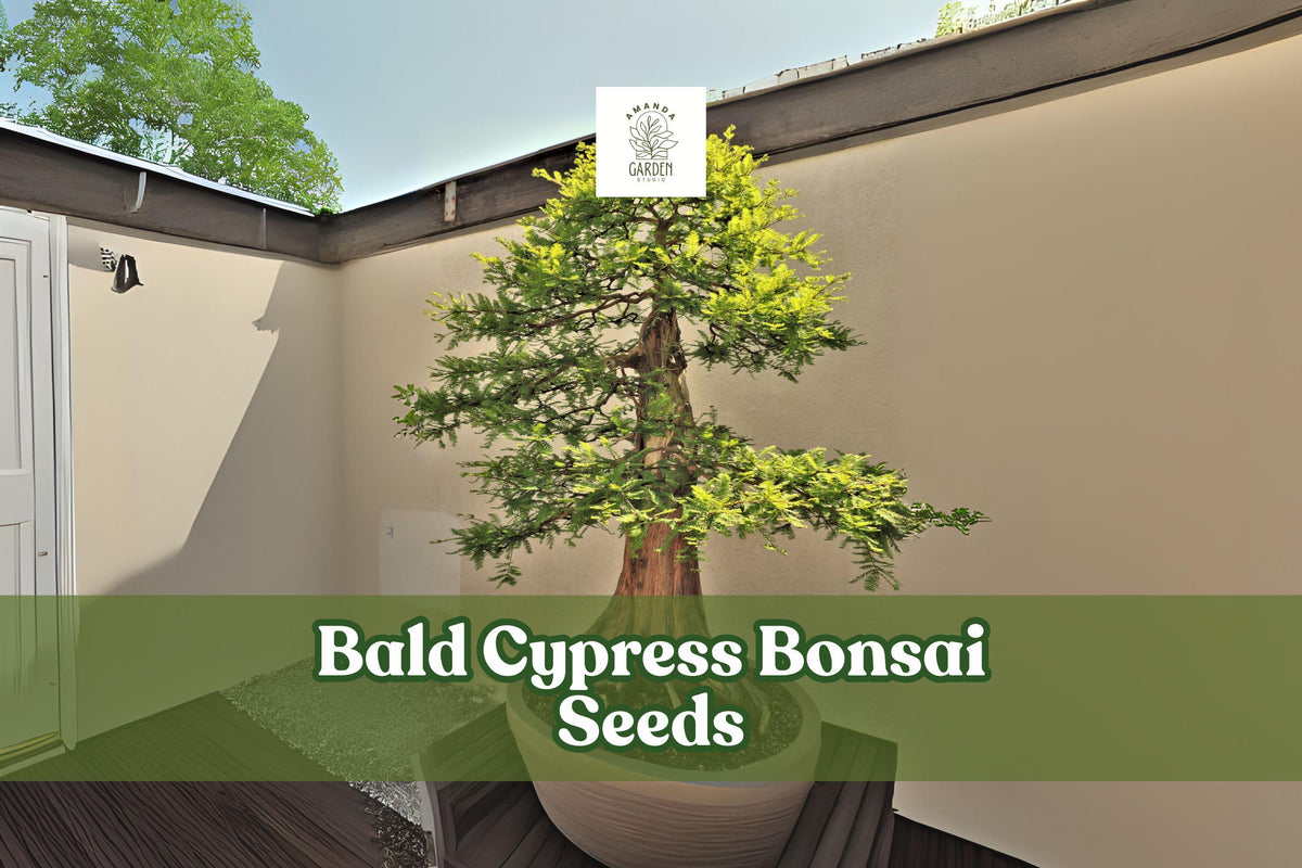 Bald Cypress Bonsai Seeds, Ornamental Conifer, Taxodium distichum, Hardy, Wet Soil Tolerance, 10 Seeds