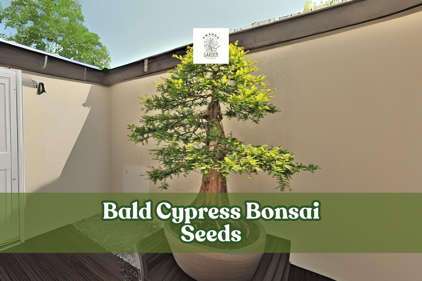 Bald Cypress Bonsai Seeds, Ornamental Conifer, Taxodium distichum, Hardy, Wet/Dry Soil Tolerance, 10 Seeds