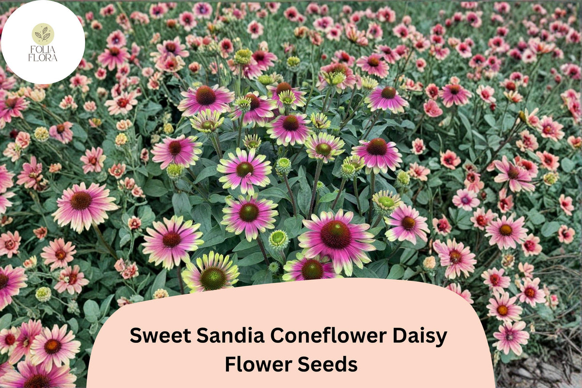 200+ Sweet Sandia Coneflower Seeds | Echinacea purpurea | Vibrant Pink & Red Blooms | Pollinator-Friendly Perennial Seed Pack