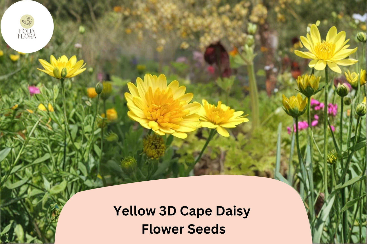 Yellow Cape Daisy Seeds | Osteospermum ecklonis | 3D Layered Golden Blooms | Drought-Tolerant Garden Flower Seeds