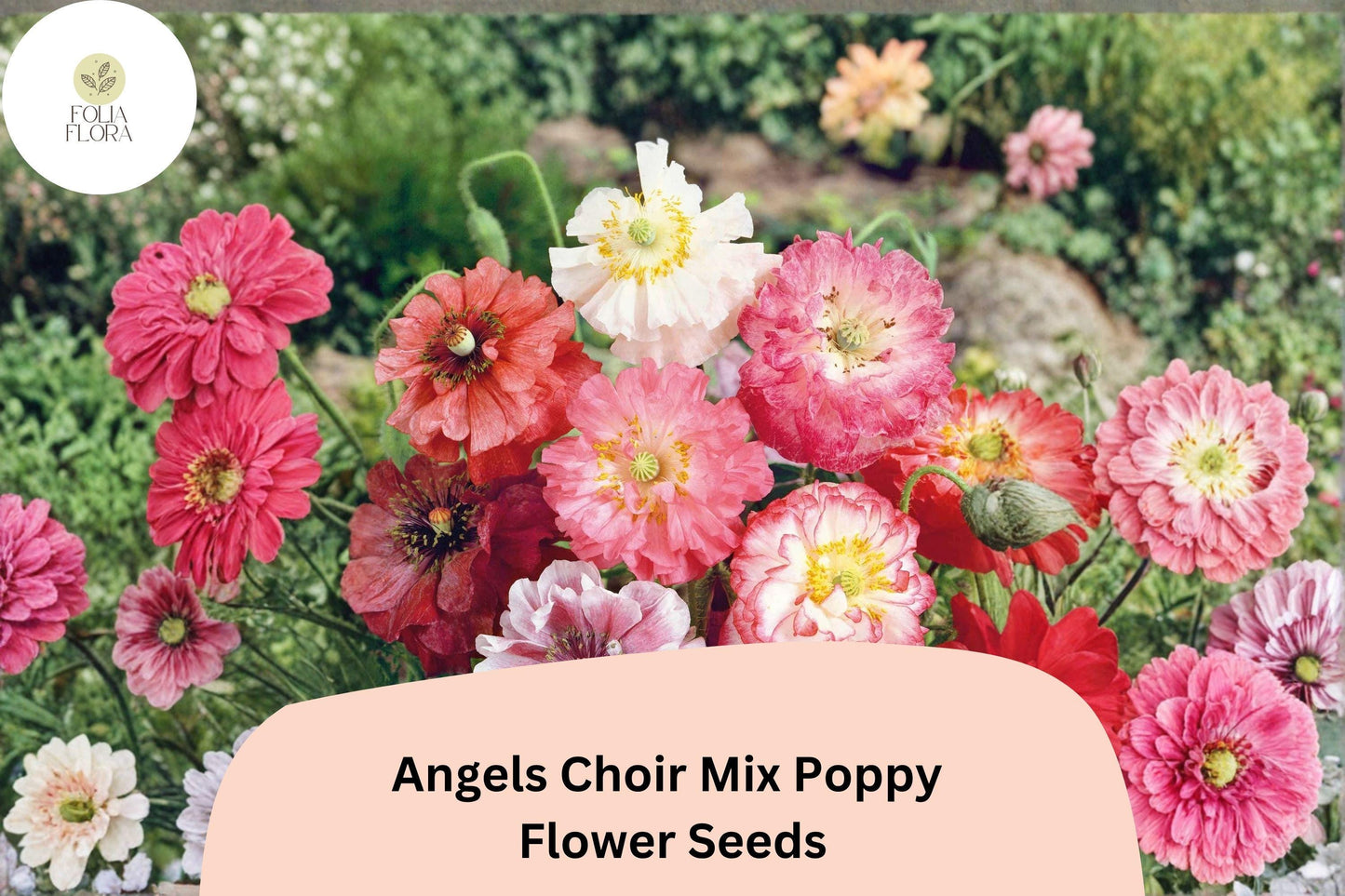 Angels Choir Poppy Seeds | Vibrant Mixed Colors | Papaver Species | Easy to Grow Annual for Garden Beds & Containers
