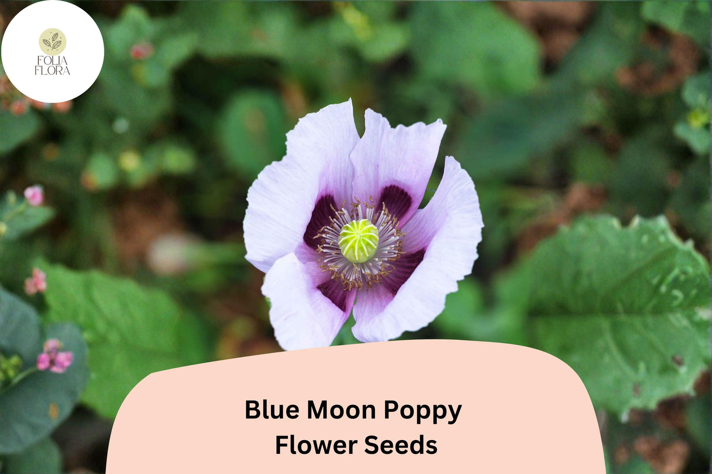 Blue Moon Poppy Seeds | Rare Lavender & Blue Blooms, Easy Grow Papaver somniferum, Annual Flower for Garden Beds & Borders