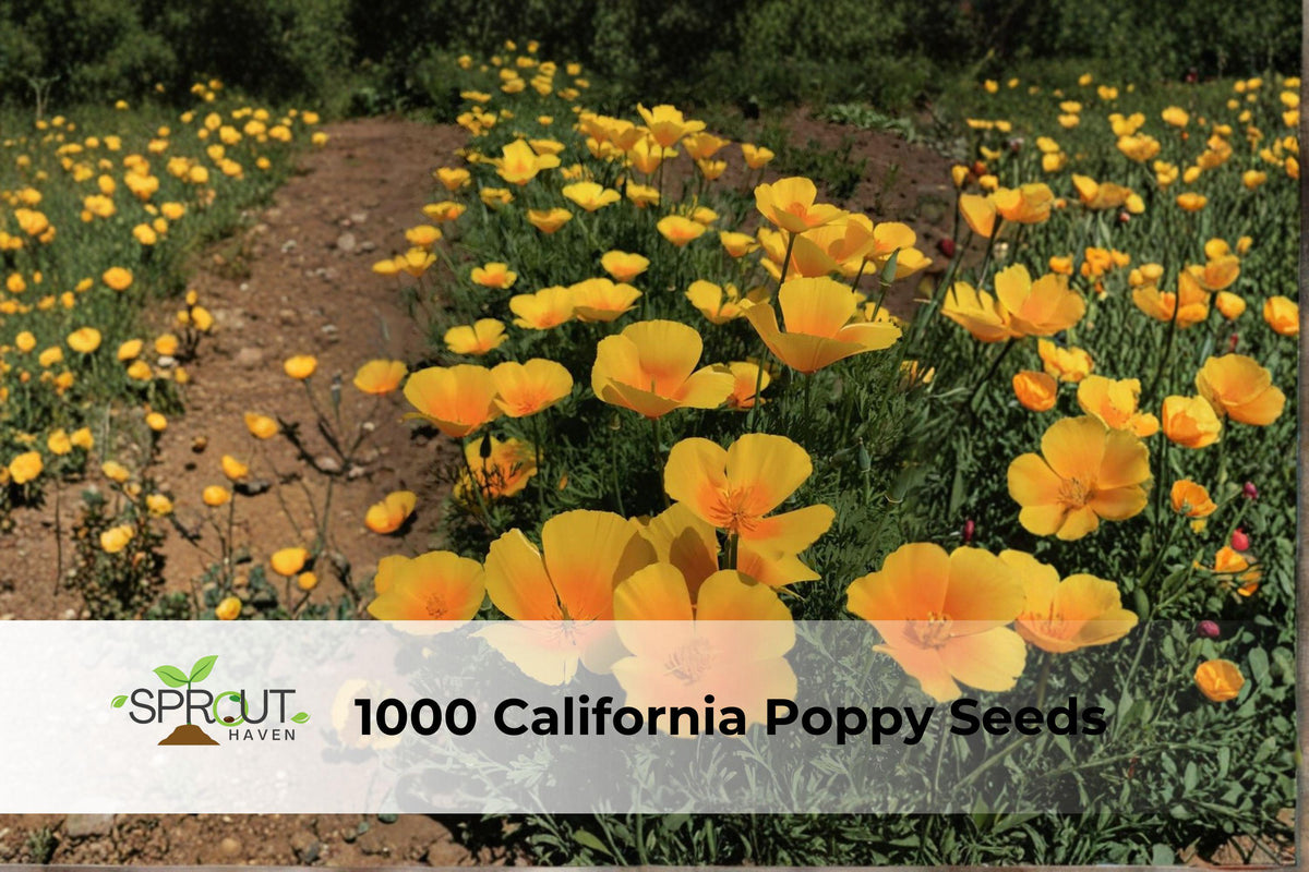 1000 California Poppy Seeds | Eschscholtzia californica Wildflower for Meadows, Borders & Pollinator Gardens