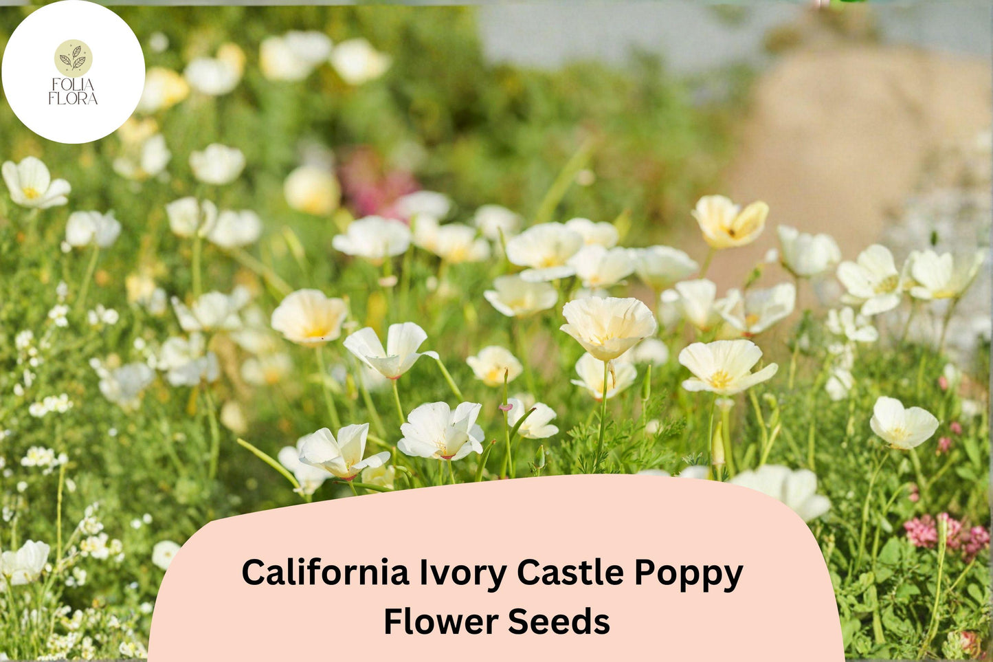 California Ivory Castle Poppy Seeds – Drought Tolerant, White Flowers, Eschscholzia californica, Wildflower, Flower Bed, Meadow