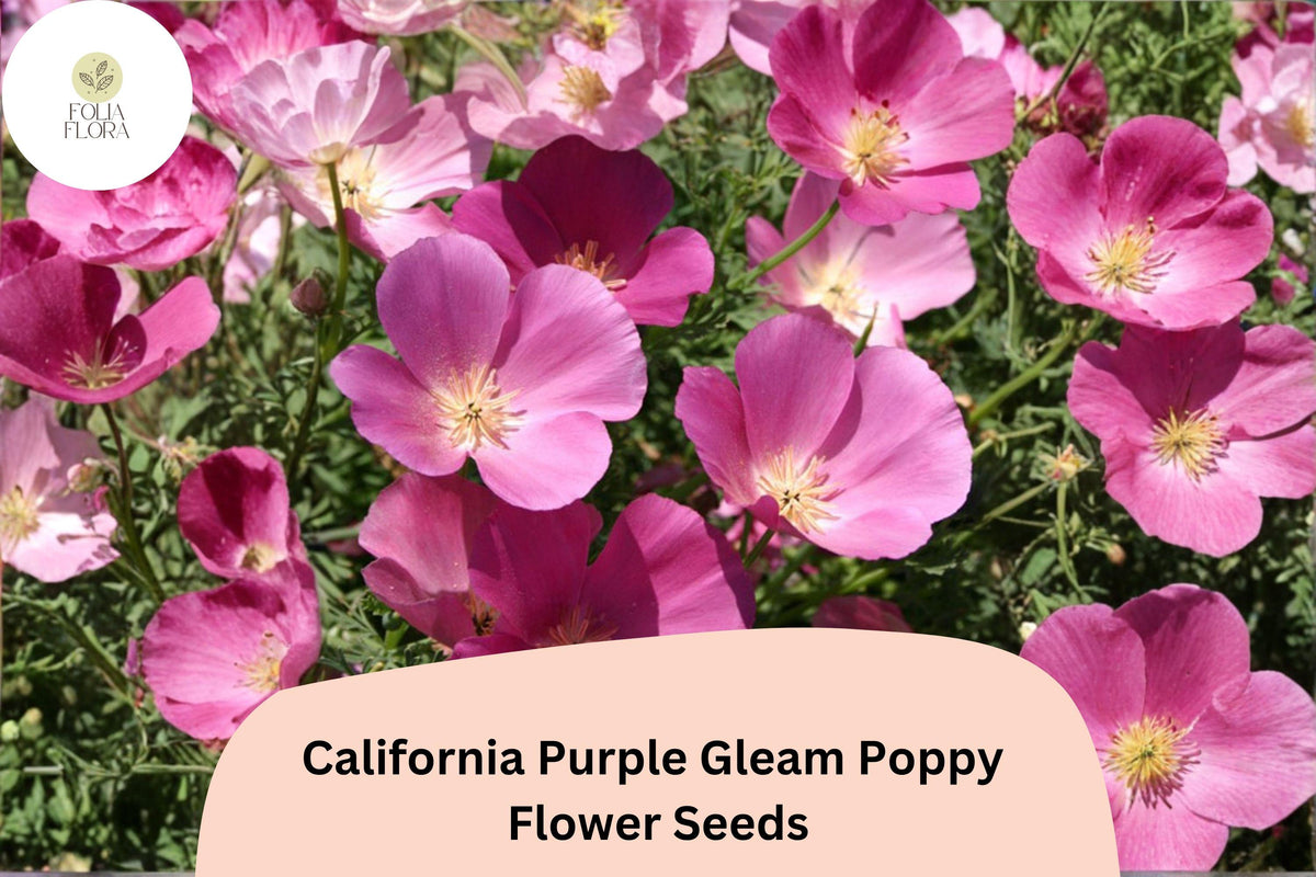 California Purple Gleam Poppy Seeds - Wildflower Garden Planting, Purple Blooms, Eschscholzia californica, Pollinator Attracting