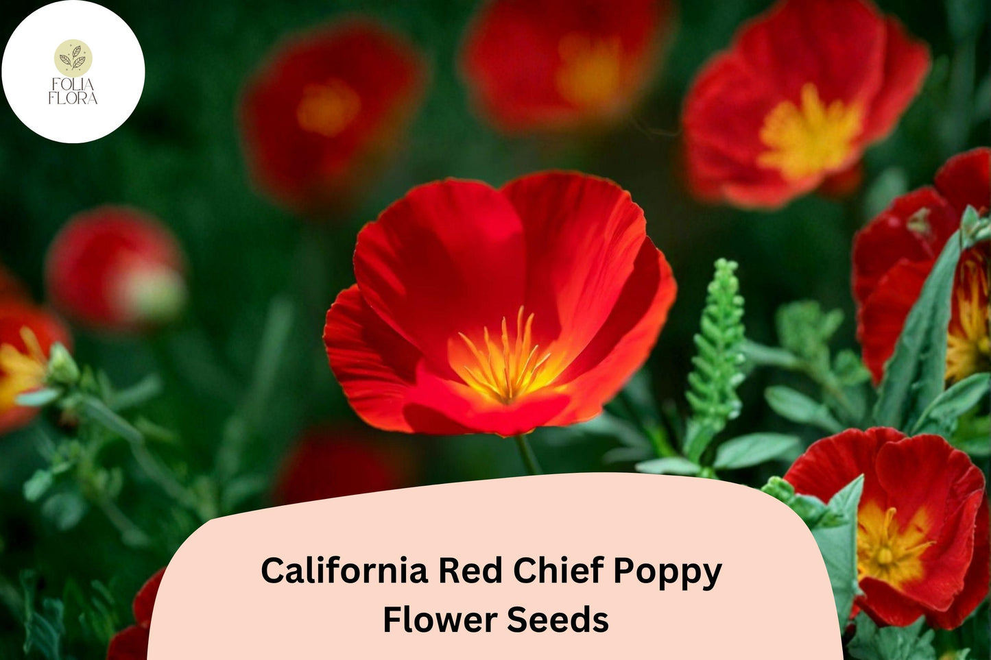 California Red Chief Poppy Seeds - Vibrant Red Wildflower Garden - Eschscholzia californica, Pollinator-Friendly, Easy to Grow