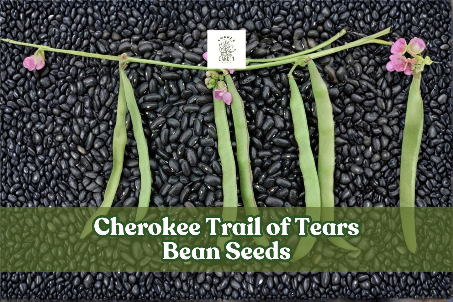 Cherokee Trail of Tears Bean Seeds – Heirloom Phaseolus vulgaris Climbing Pole Beans, 20 Seeds