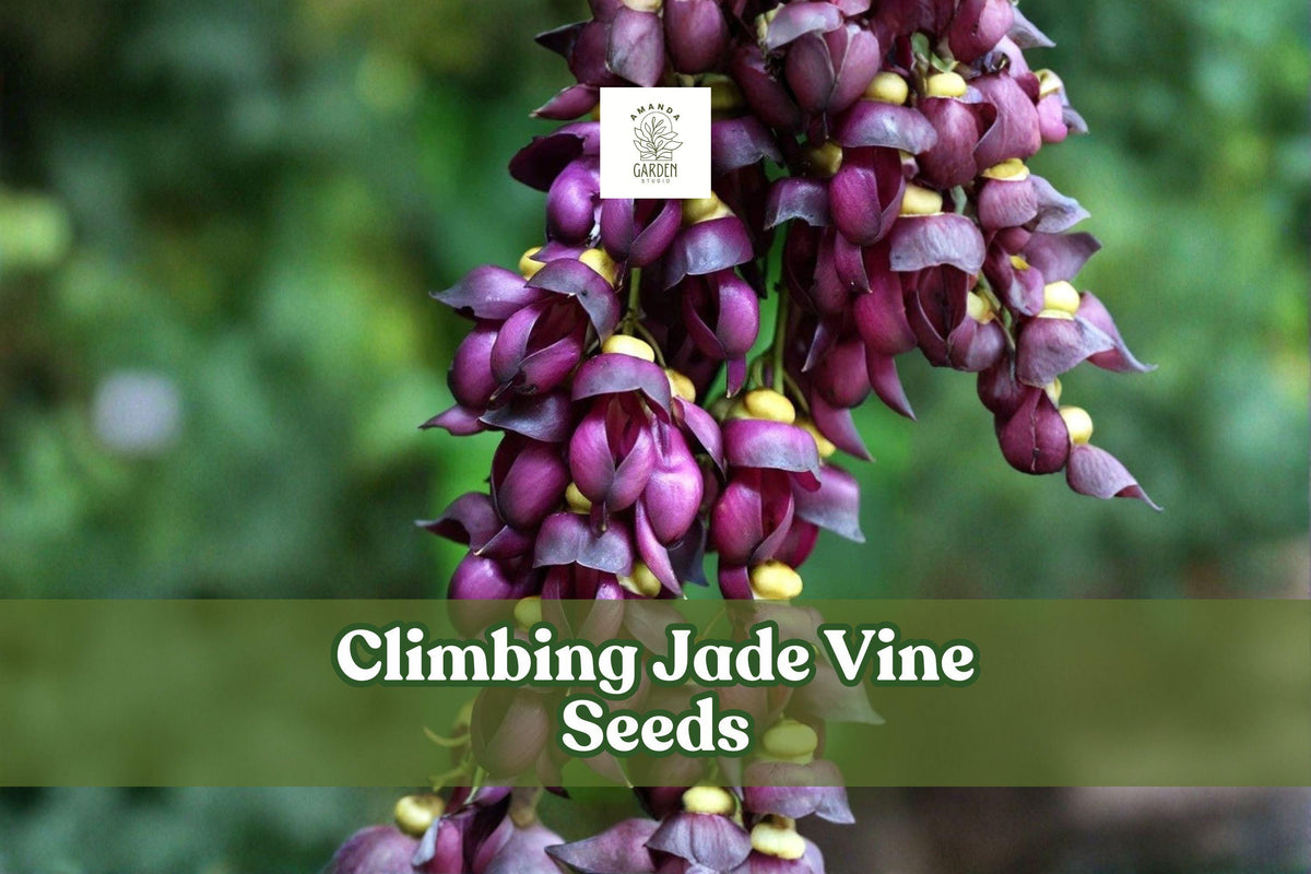 Exotic Climbing Jade Vine Seeds – Mucuna Sempervirens, Tropical Flowering Climbing Vine, 4 Seeds
