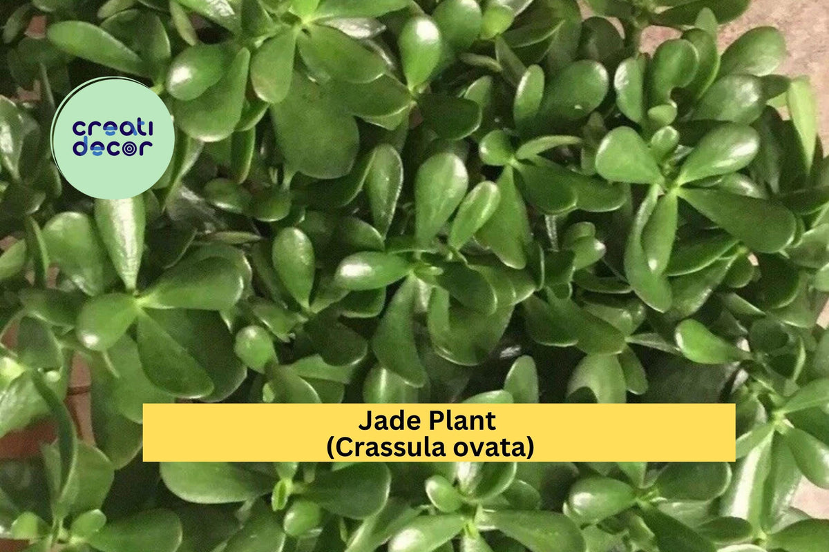 Jade Plant Cuttings – 4 Unrooted Succulent Stem Cuttings – Crassula ovata for Propagation, Indoor Decor, Gifts