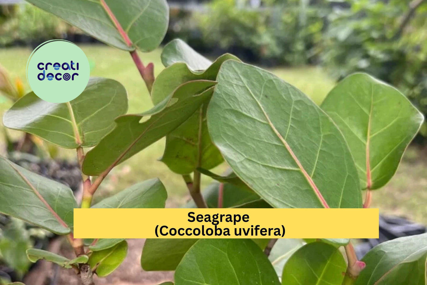 Seagrape Live Tropical Plant in 6-Inch Pot – Coastal Shrub or Small Tree with Green Leaves & Grape-Like Fruit – Coccoloba uvifera