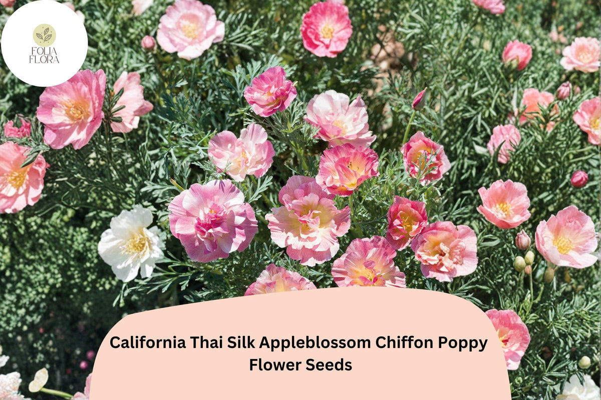 California Thai Silk Appleblossom Chiffon Poppy Seeds – Eschscholzia californica, Pink, Peach, Cream, Wildflower, Pollinator-Friendly